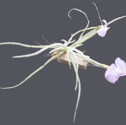 Photo of the plant species Graomogolensis by @FinestGreenbark named Gregarious on Greg, the plant care app