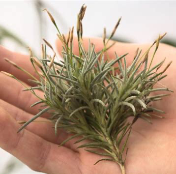 Photo of the plant species Capillaris by @FinestGreenbark named Messi on Greg, the plant care app