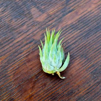 Photo of the plant species Ionantha Peanut by @FinestGreenbark named Dax on Greg, the plant care app