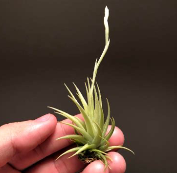 Photo of the plant species Loliacea by @FinestGreenbark named Marley on Greg, the plant care app