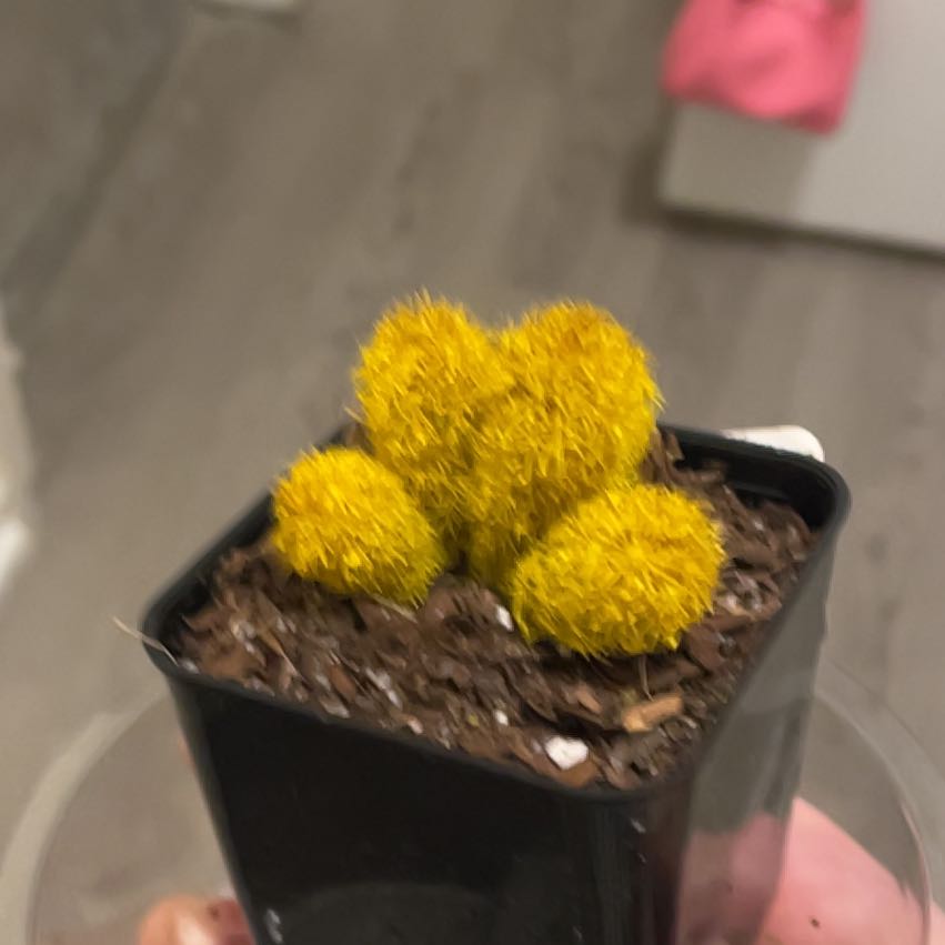 Photo of the plant species Mammillaria vetula subsp. gracilis by @FinestGreenbark named Passion on Greg, the plant care app