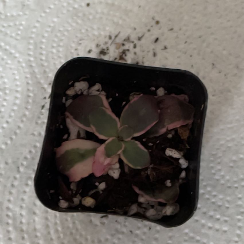 Photo of the plant species Dream Dazzler Stonecrop by @FinestGreenbark named Mollie on Greg, the plant care app