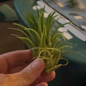 Photo of the plant species Ionantha Selecta by @FinestGreenbark named Emerald on Greg, the plant care app