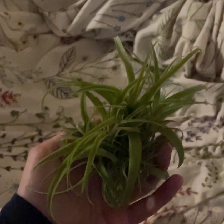 Photo of the plant species Tillandsia 'Betty' by @FinestGreenbark named Betty on Greg, the plant care app