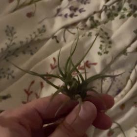 Photo of the plant species Bandensis by @FinestGreenbark named Coco on Greg, the plant care app