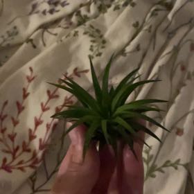 Photo of the plant species Ionantha Ron by @FinestGreenbark named Orwell on Greg, the plant care app