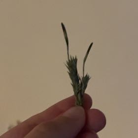 Photo of the plant species Bryoides by @FinestGreenbark named Lavender on Greg, the plant care app