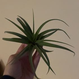 Photo of the plant species Tillandsia concolor streptophylla by @FinestGreenbark named Elisa on Greg, the plant care app