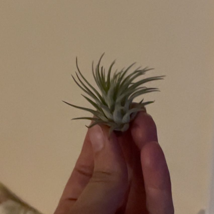 Photo of the plant species Rubra Air Plant by @FinestGreenbark named Rosa on Greg, the plant care app