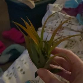 Plant care for Echeveria 'Madiba' on Greg, the plant care app