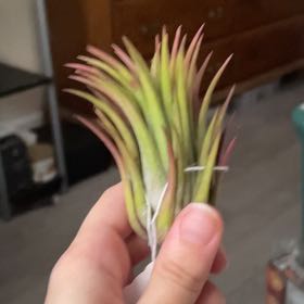 Photo of the plant species Rubra Air Plant by @FinestGreenbark named Scarlett on Greg, the plant care app