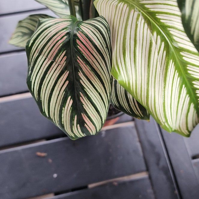 Photo of the plant species White Star Calathea by @ZestBushgrass named Duke on Greg, the plant care app