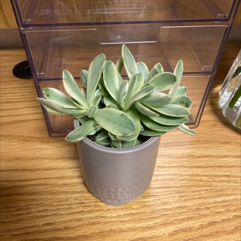 Healthy Sedum succulent plant with thick, powdery green leaves in a rosette pattern, planted in a gray ceramic pot.