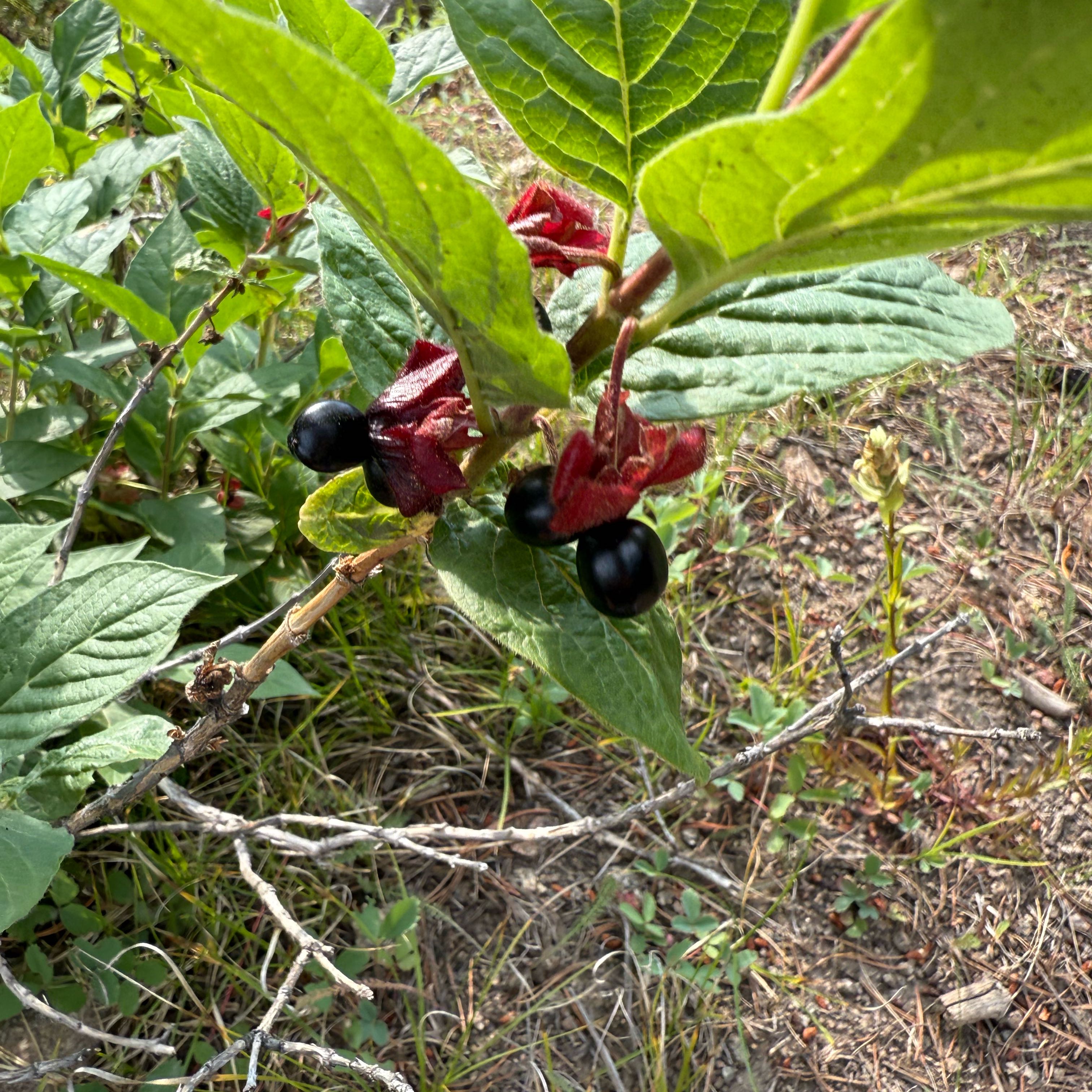 Photo of the plant species Alpine Honeysuckle by @GemWoollyrose named Sherlock on Greg, the plant care app