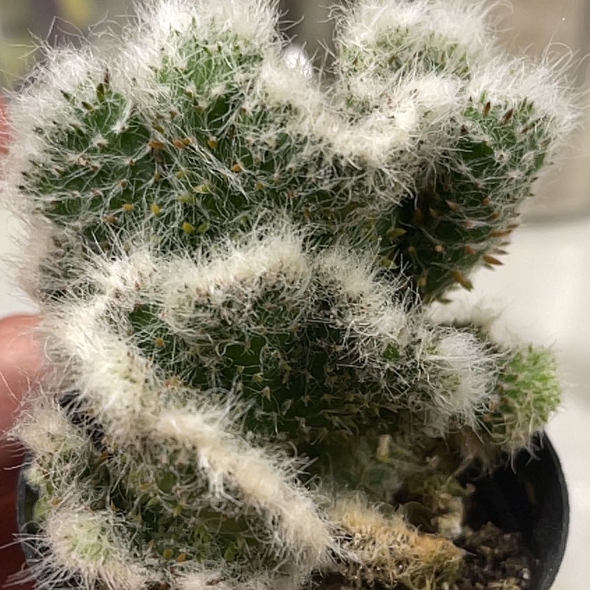 Photo of the plant species Roller Coaster Crested by @AgileHardpine named Spike Leaves on Greg, the plant care app