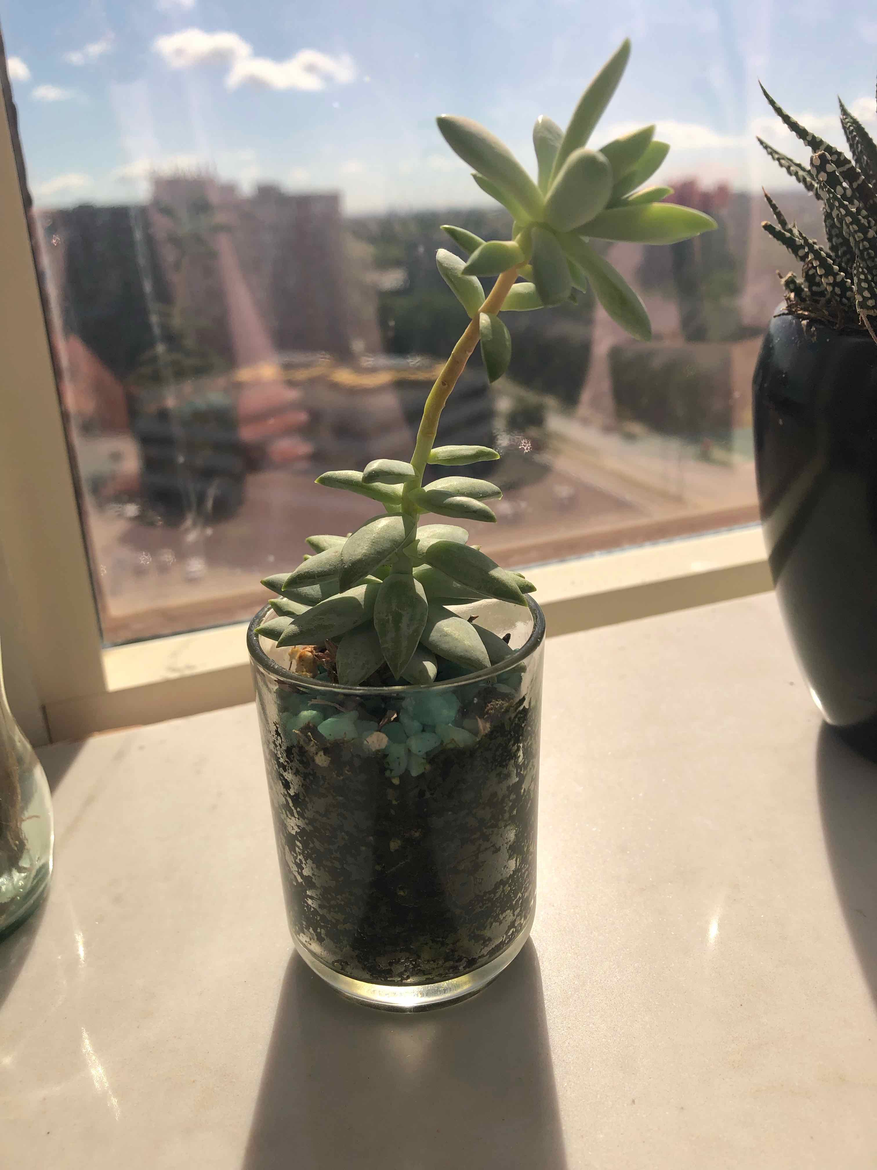 Pale Stonecrop succulent in a glass container on a windowsill with a city view.