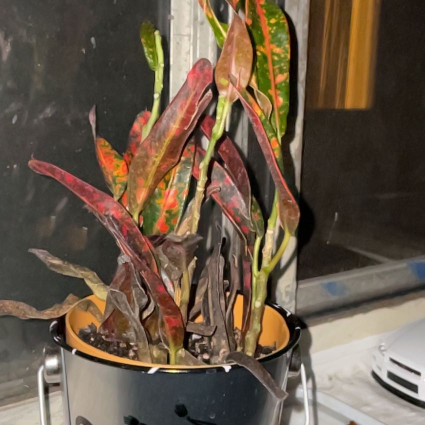 Photo of the plant species Croton Burning Bush by @GladGrasspea named Moses on Greg, the plant care app