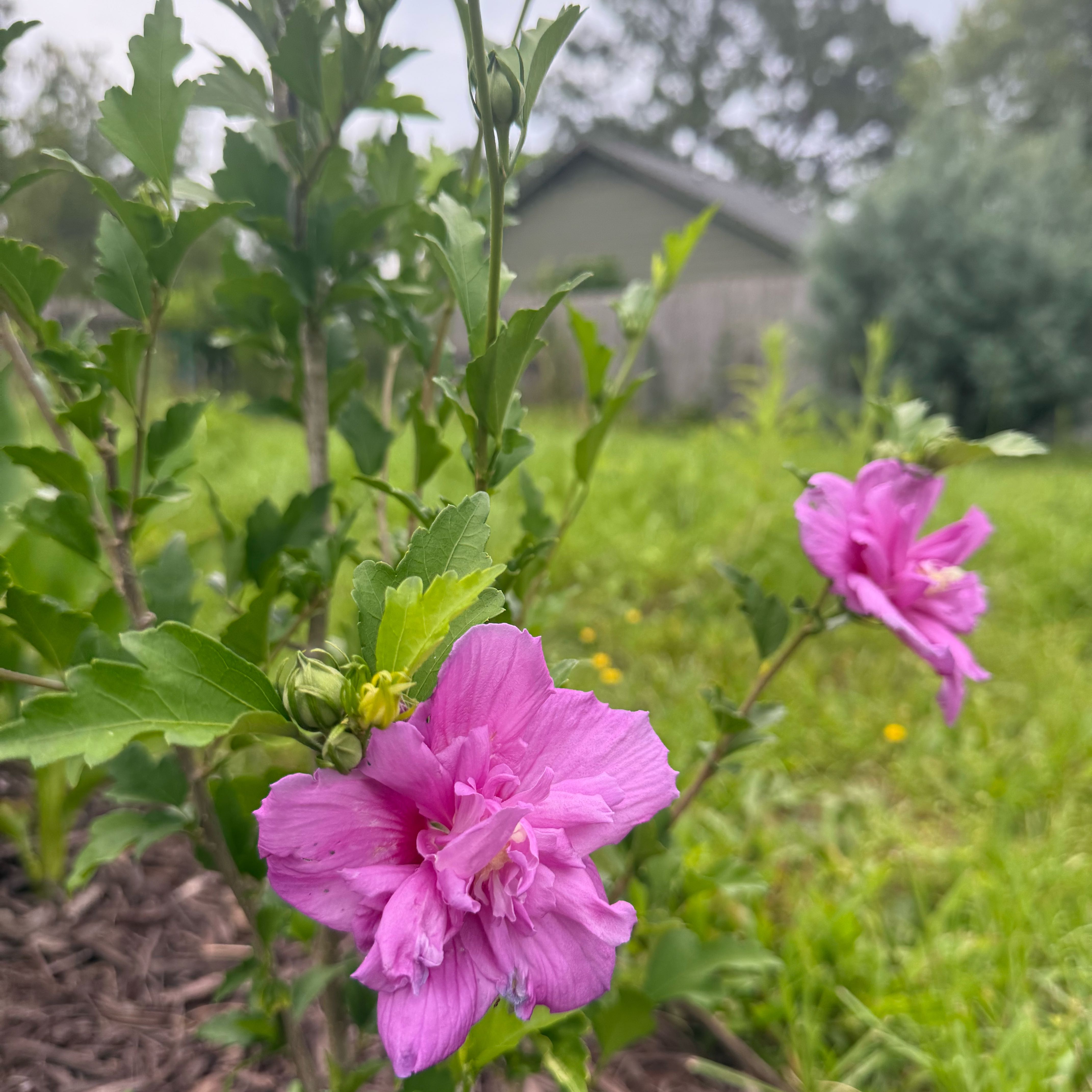 Photo of the plant species Korean Hibiscus by @VitalBacopa named Gobi on Greg, the plant care app