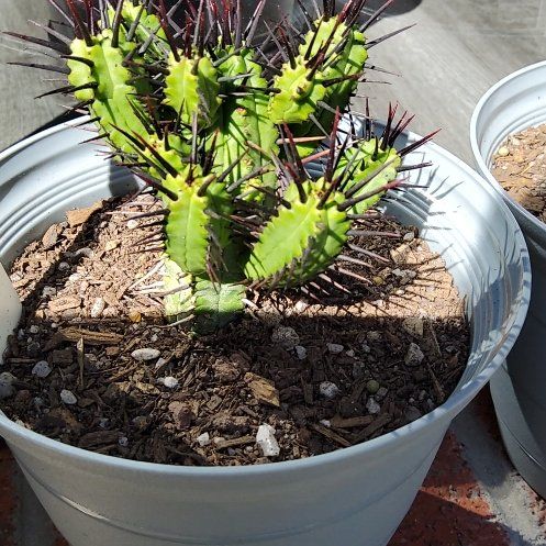 Photo of the plant species Euphorbia enopla coral by @VividZinnia named ChloroPhil on Greg, the plant care app
