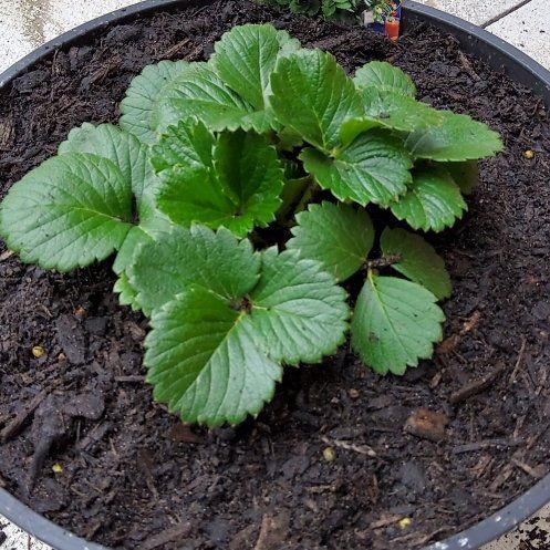 Ruby Ann | A plant by @VividZinnia on Greg
