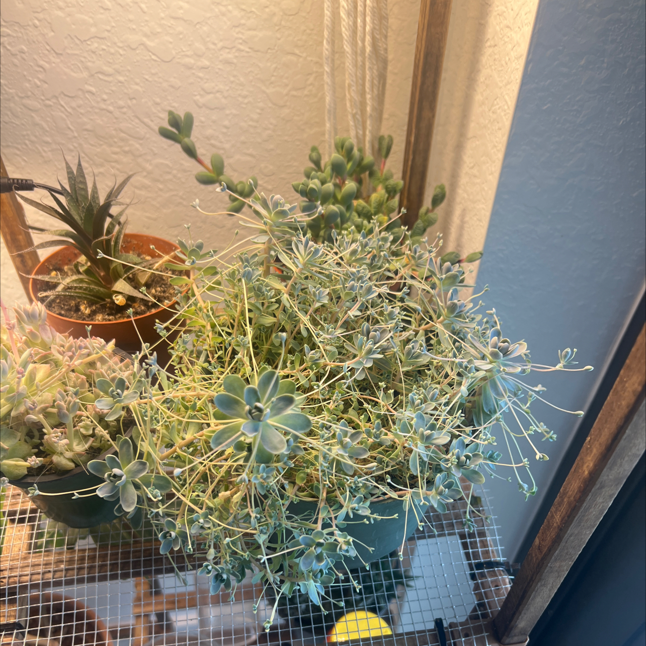 Photo of the plant species Orostachys iwarenge by @Biadolive named Fernie Mercury on Greg, the plant care app