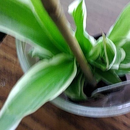 Photo of the plant species Himantoglossum robertianum by @WelllikedCorrea named Taylor Swift on Greg, the plant care app
