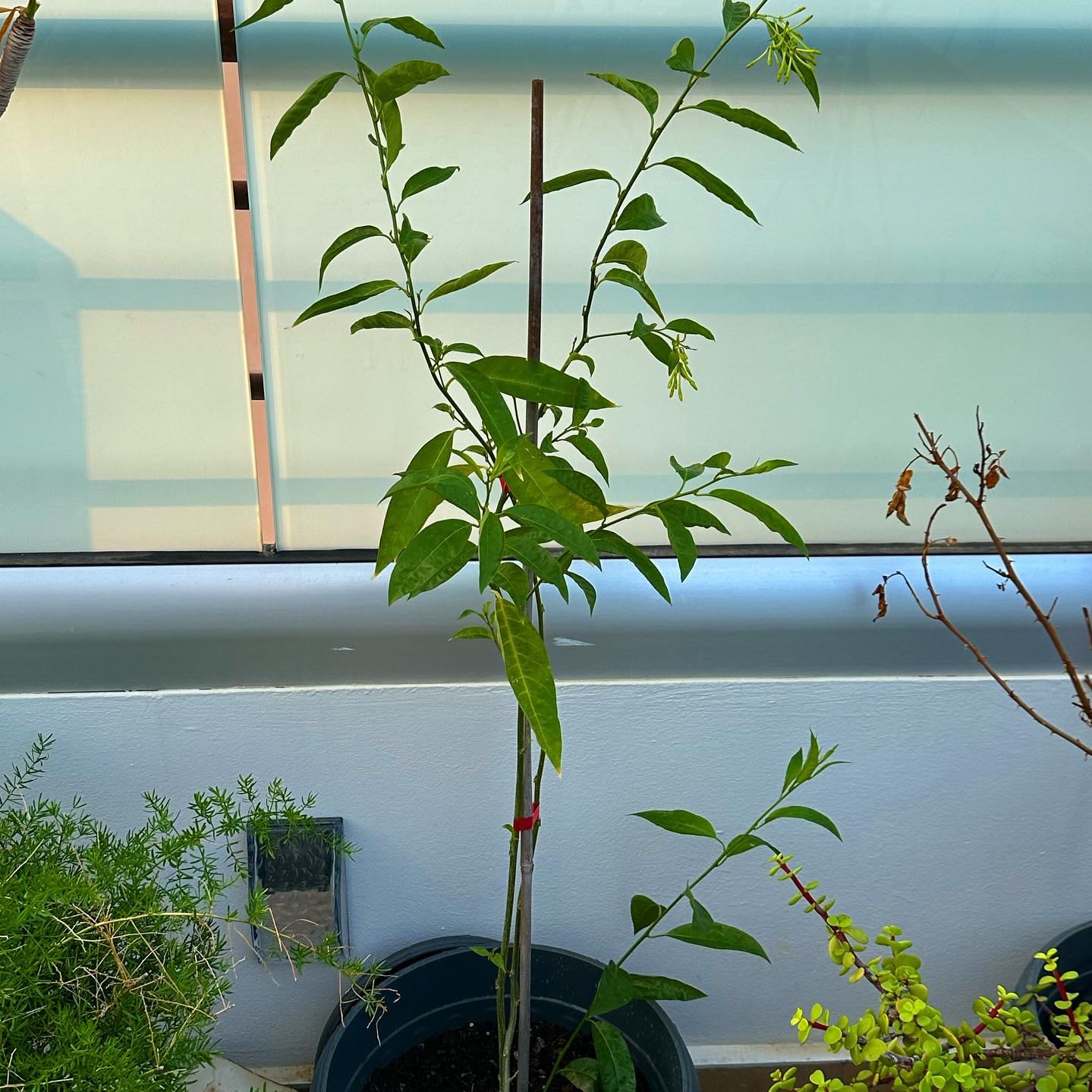 Potted Golden Trumpet plant with green leaves, well-framed and healthy.