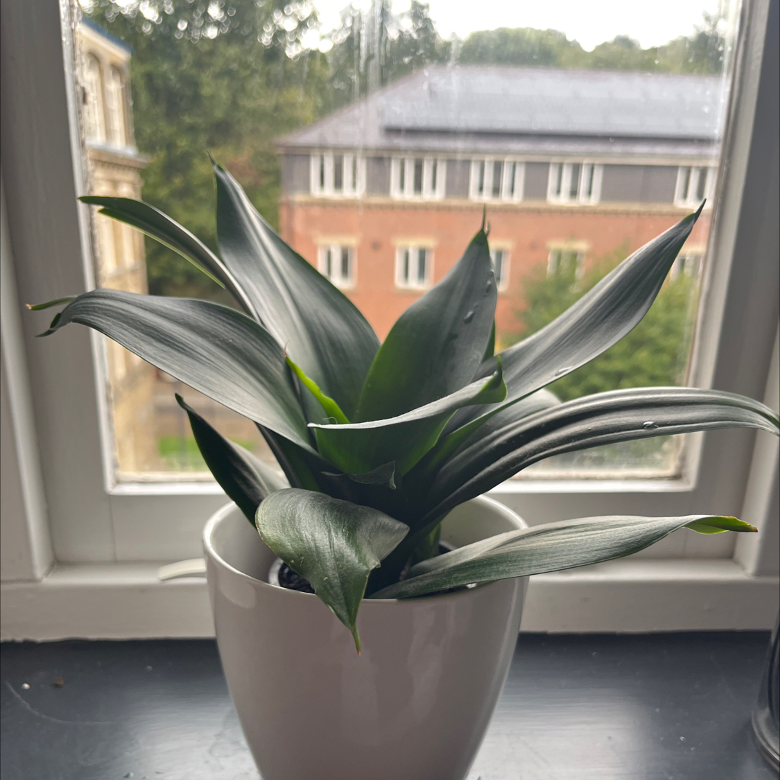 Photo of the plant species Sanseveria Superba by @massivesesh named Peter on Greg, the plant care app