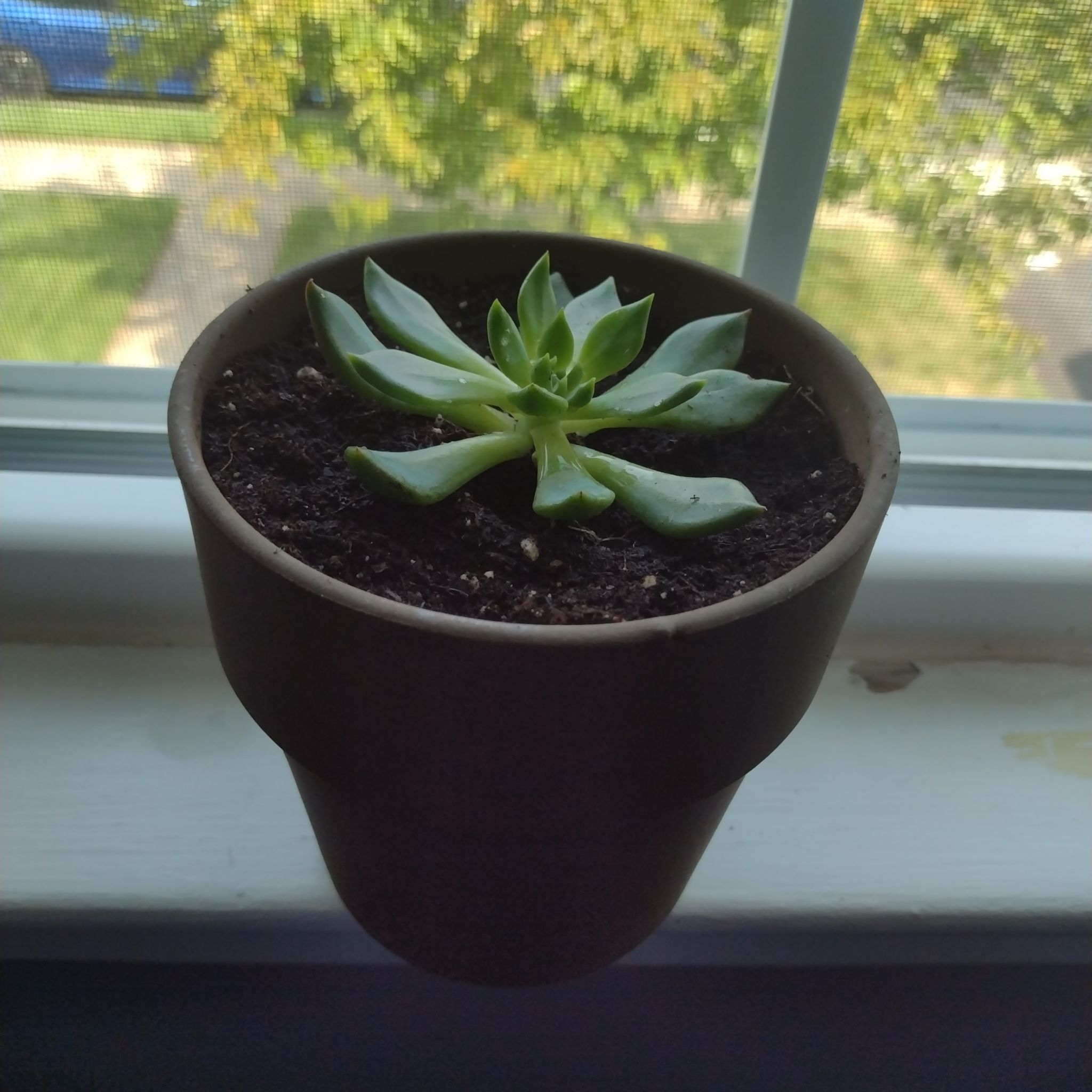 Potted Sedeveria 'Dark Elf' succulent on a windowsill with visible soil.