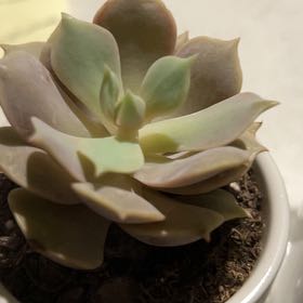 Photo of the plant species Echeveria Pink Lola by @CivilizedKaro named Mollie on Greg, the plant care app