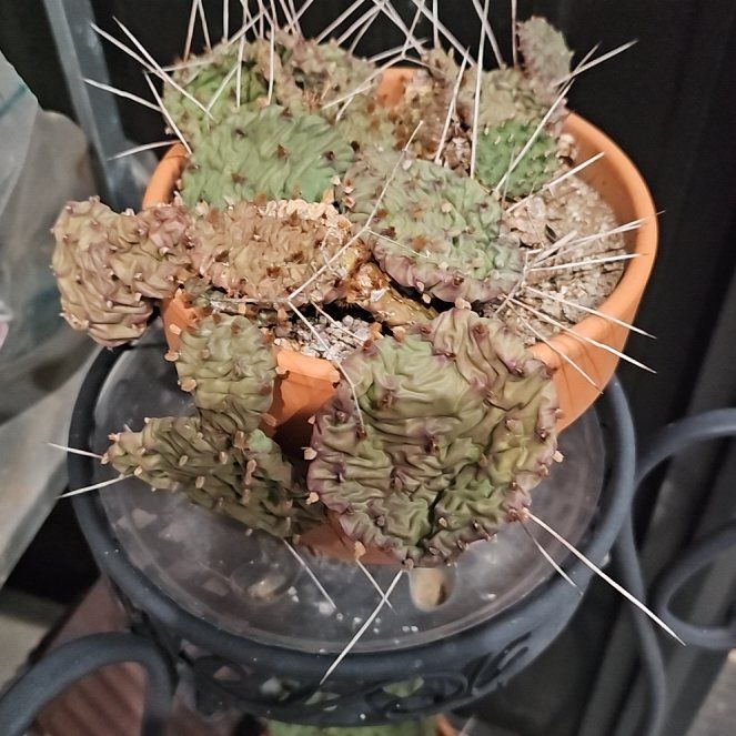 Photo of the plant species Grassland Prickly Pear by @GrandeeMullein named Morgan Treeman on Greg, the plant care app