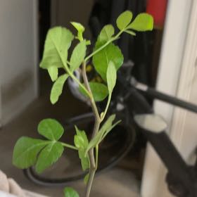 Photo of the plant species Southern Elephant Tree by @WiredIroncross named Demi on Greg, the plant care app