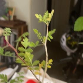 Photo of the plant species Elephant Tree by @WiredIroncross named Delilah on Greg, the plant care app