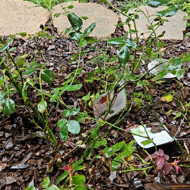 Photo of the plant species Roses by @BlazingBacchus named Roses on Greg, the plant care app