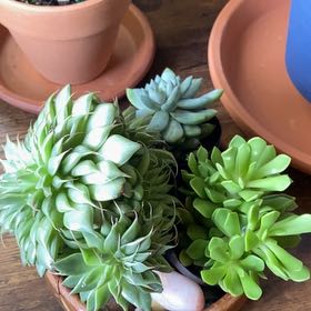 Photo of the plant species Graptoveria 'Silver Star' by @GrowingAssamtea named Dallas on Greg, the plant care app