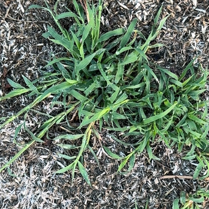 Photo of the plant species Japanese Stiltgrass by Surfergirl named Beckham on Greg, the plant care app