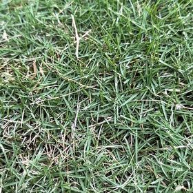 Photo of the plant species Wiregrass by Surfergirl named Robert Plant on Greg, the plant care app