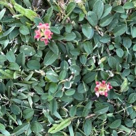 Photo of the plant species Red Chickweed by Surfergirl named Taylor Swift on Greg, the plant care app