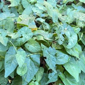 Photo of the plant species Appalachia False Bindweed by @SilkyKatsura named Prince on Greg, the plant care app