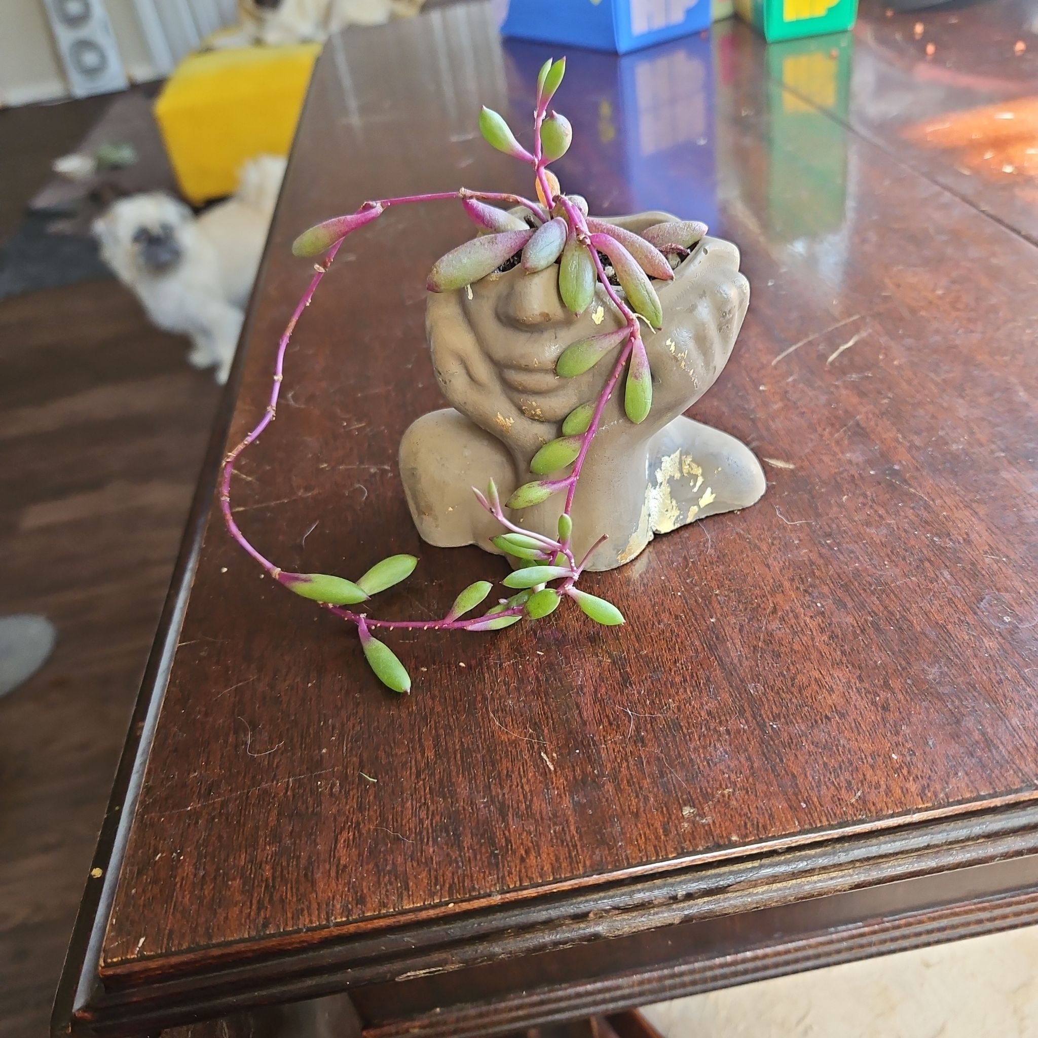 Photo of the plant species String of Rubies by @yellowechidna named Kendall on Greg, the plant care app
