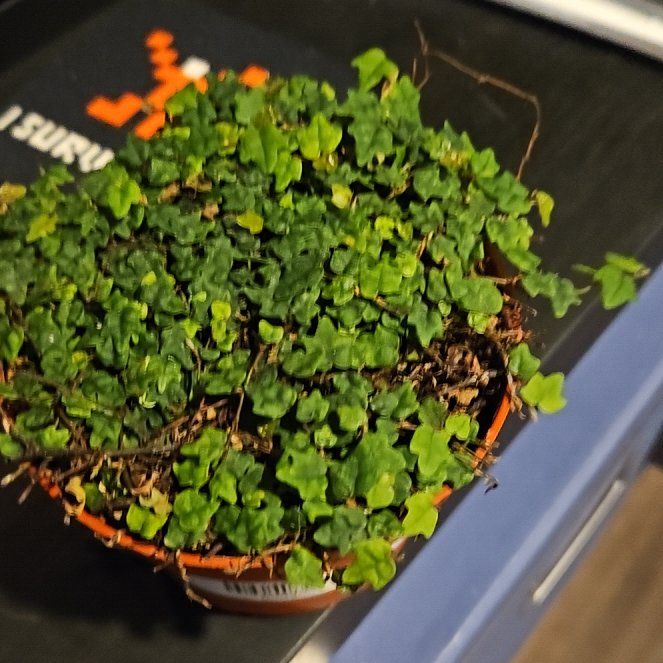 Photo of the plant species Ficus quercetorum by @yellowechidna named Coco on Greg, the plant care app