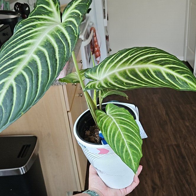 Photo of the plant species Xanthosoma by @yellowechidna named Surya on Greg, the plant care app