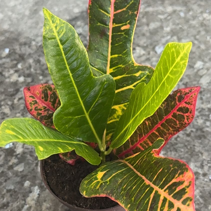 Photo of the plant species Croton petraeus by @RightlyDisphyma named Sedona on Greg, the plant care app