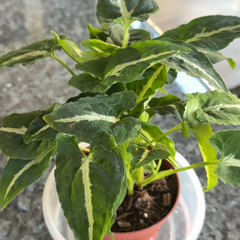 Photo of the plant species Syngonium wendlandii by @RightlyDisphyma named Wendi on Greg, the plant care app