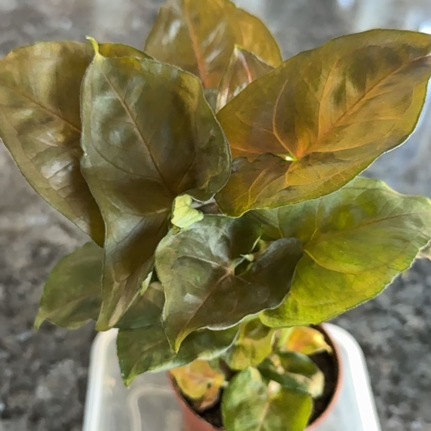 Photo of the plant species Syngonium 'Maria Allusion' by @RightlyDisphyma named Maria on Greg, the plant care app