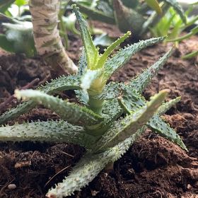 Photo of the plant species Aloe humilis x erinacea by @WinXylococcus named Khaleesi on Greg, the plant care app