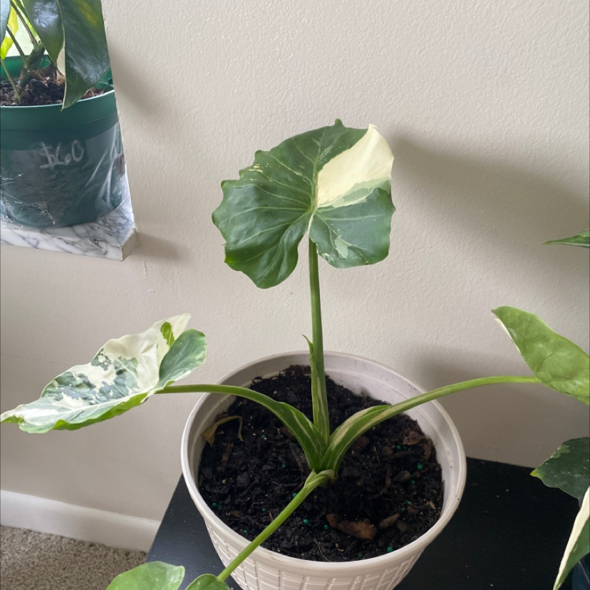 Photo of the plant species varigated elephants ear by @QuirkyAppletree named Tolkien on Greg, the plant care app