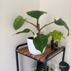 White Knight Philodendron plant