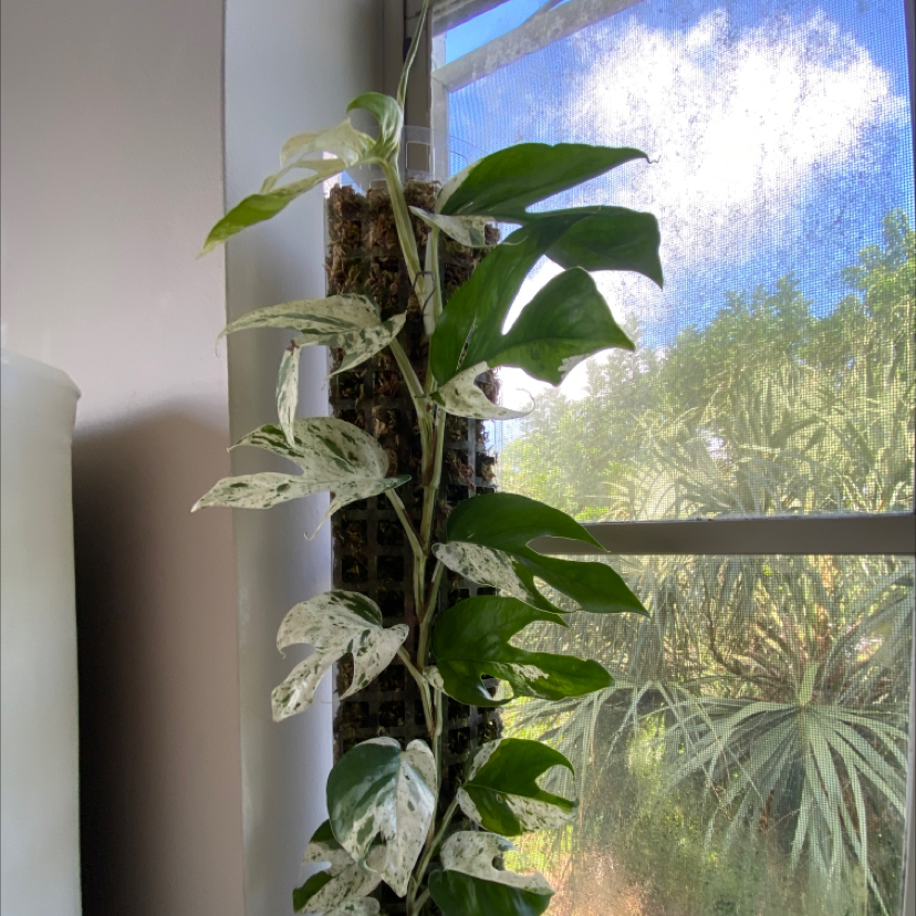 Marble Epipremnum Pinnatum plant growing indoors near a window with variegated leaves.