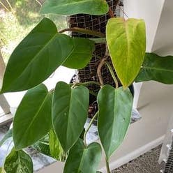 Philodendron 'Painted Lady' plant
